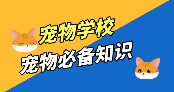 四川宠物狗学校在哪里-四川宠物狗学校地址